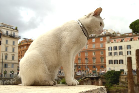 Largo Di Torre Argentina Cat