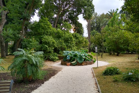 botanic garden rome 4